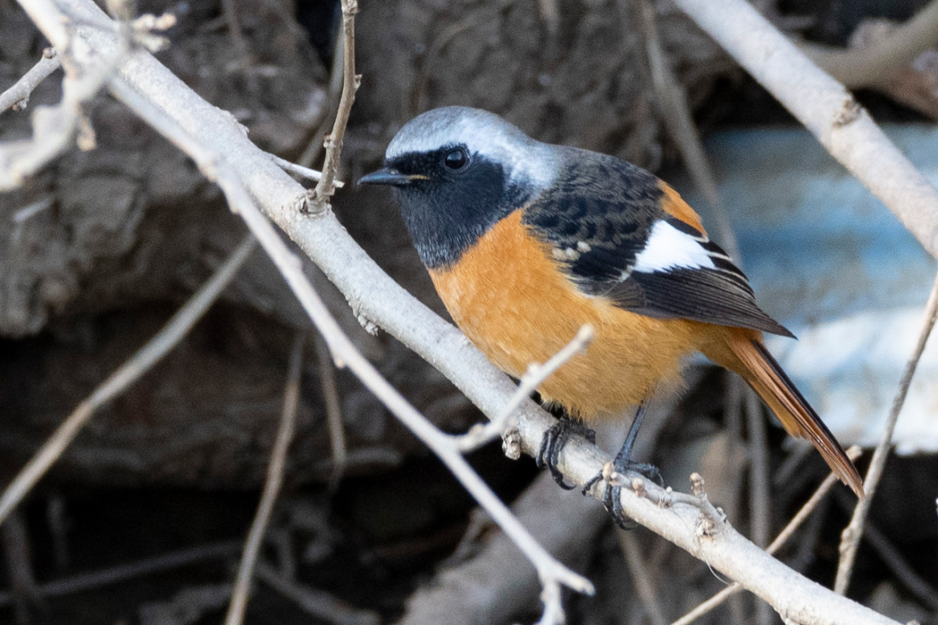 こちらものんびりしていました。