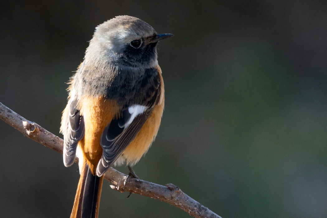鳴かずにじっとしていました。
