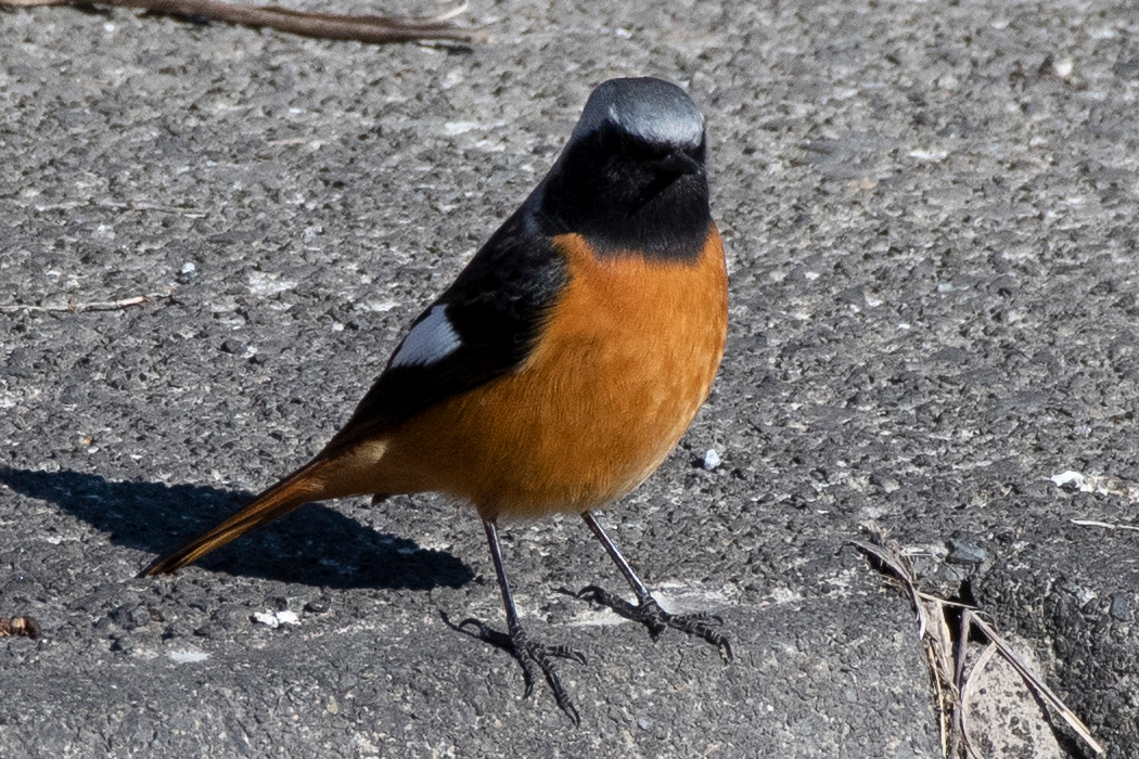 縄張りのようです。