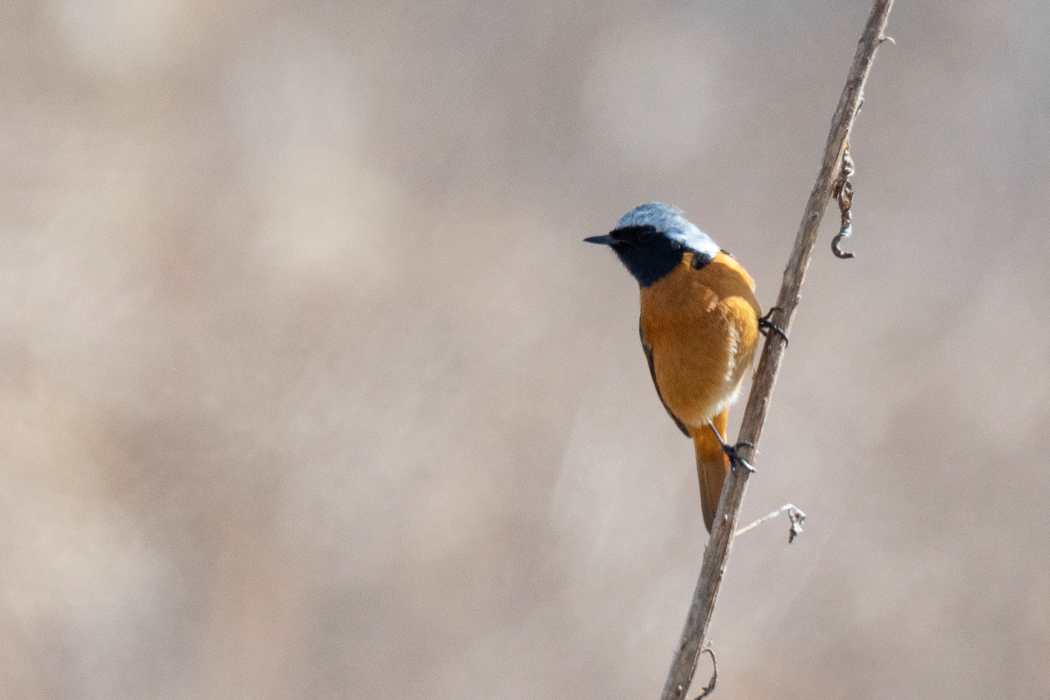 ススキにとまりました。