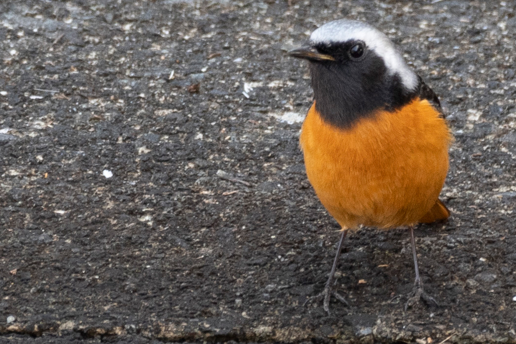 そろそろ旅立ちます。