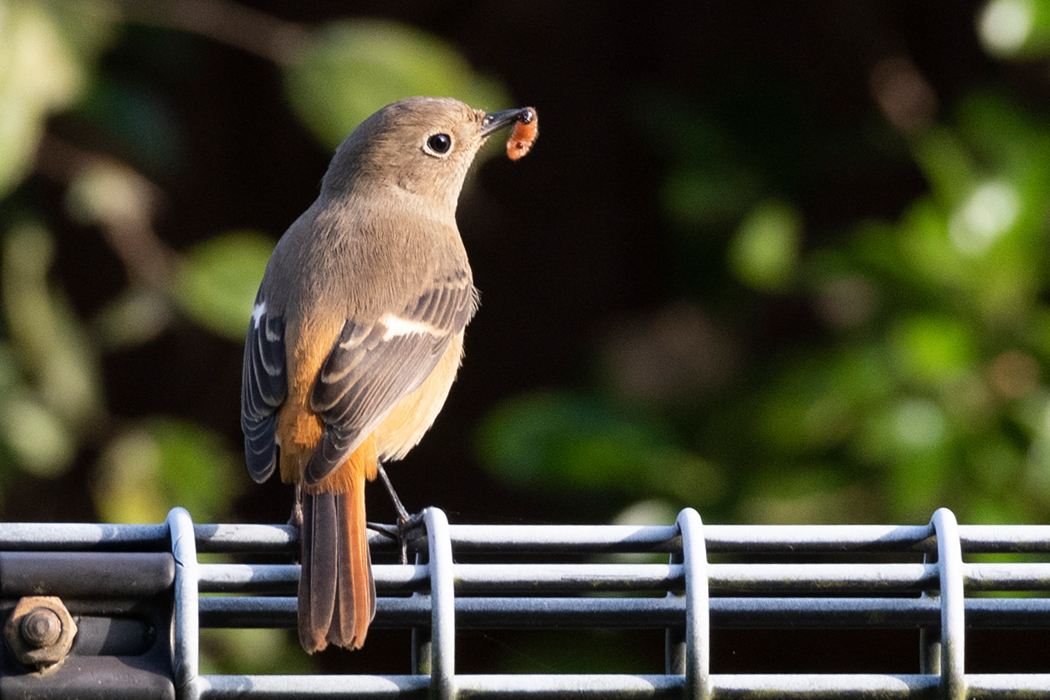 何か捕まえたようです。