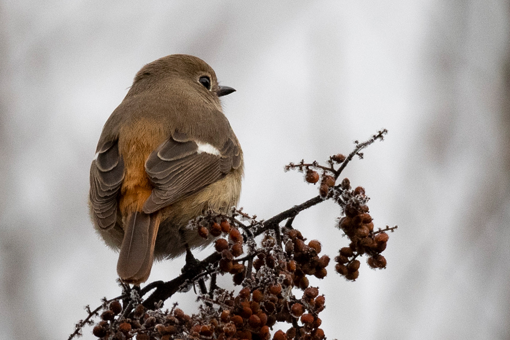 ベニマシコが出る道沿いに出てきました。