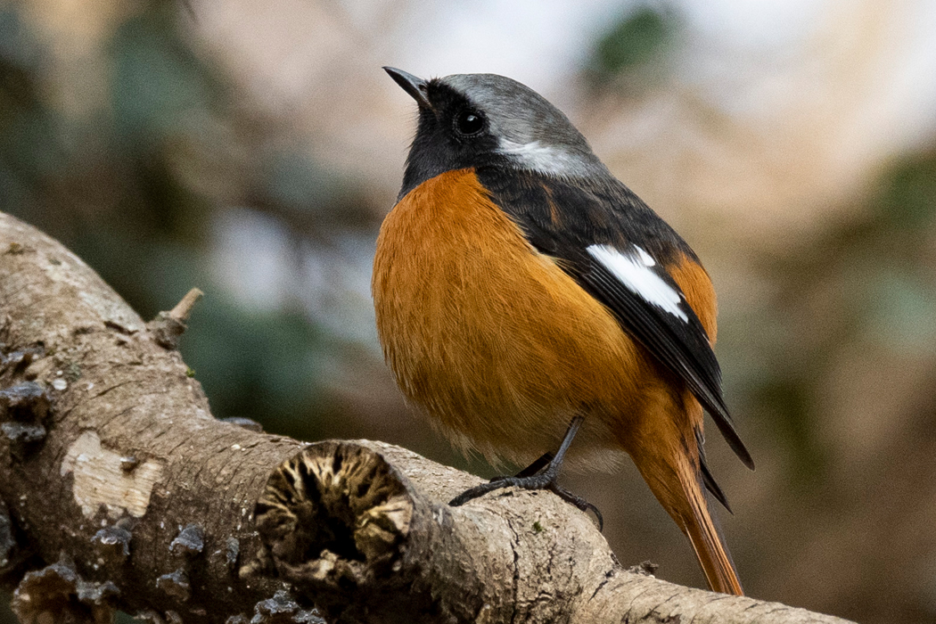 お腹が丸っこいです。