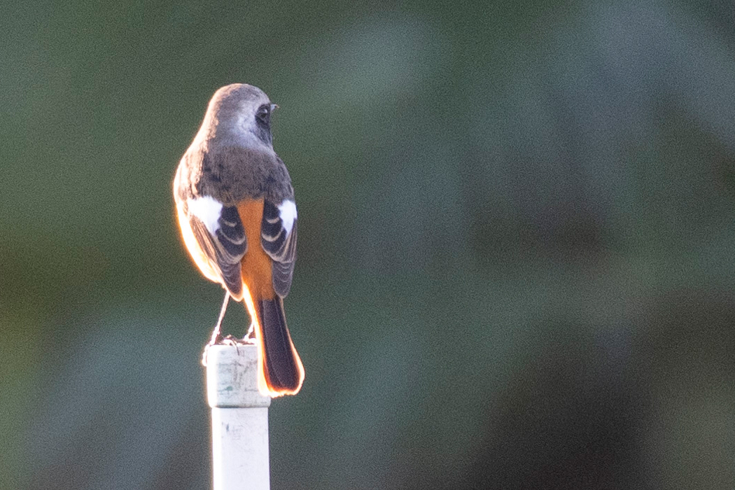 警戒心の強いオスでした。