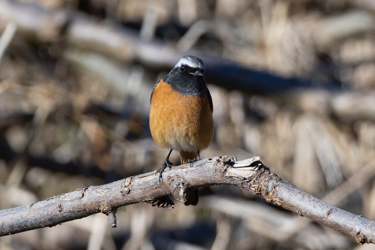 縄張りのようです。