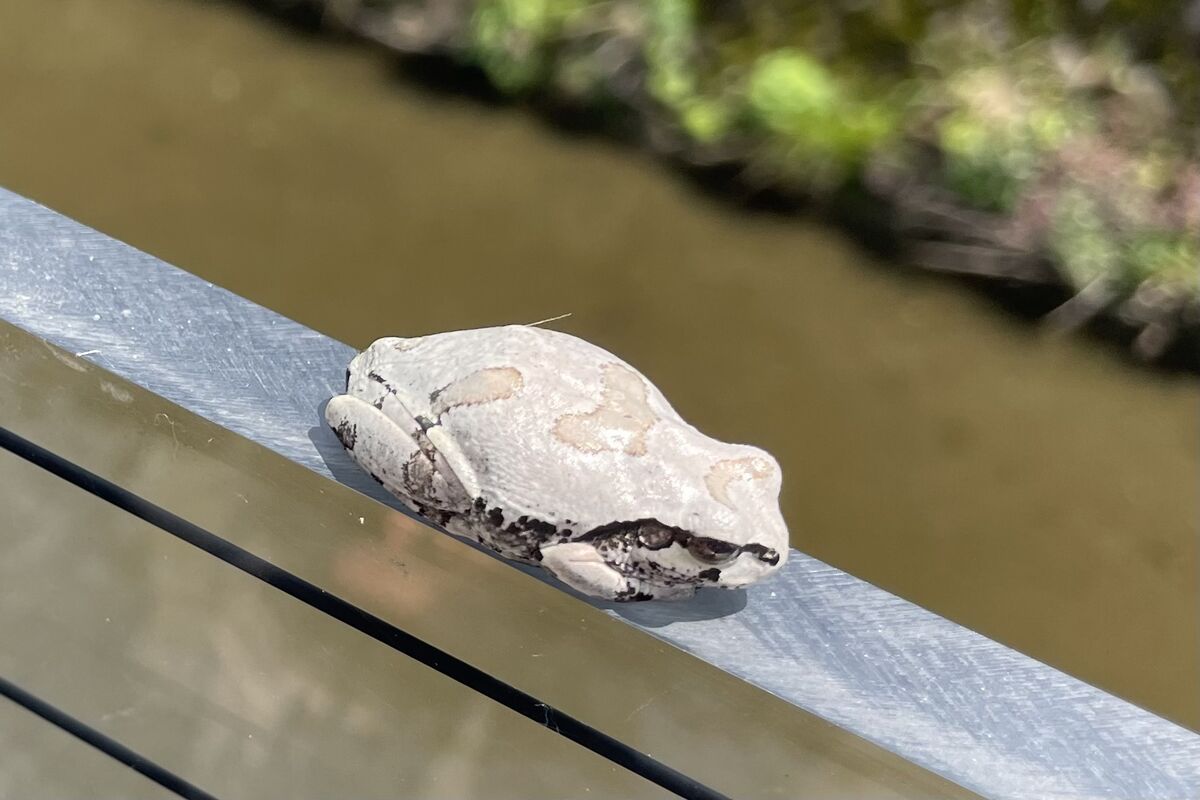 背中には模様があります。