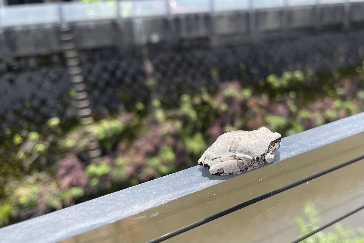後ろ姿です。川を見てじっとしていました。