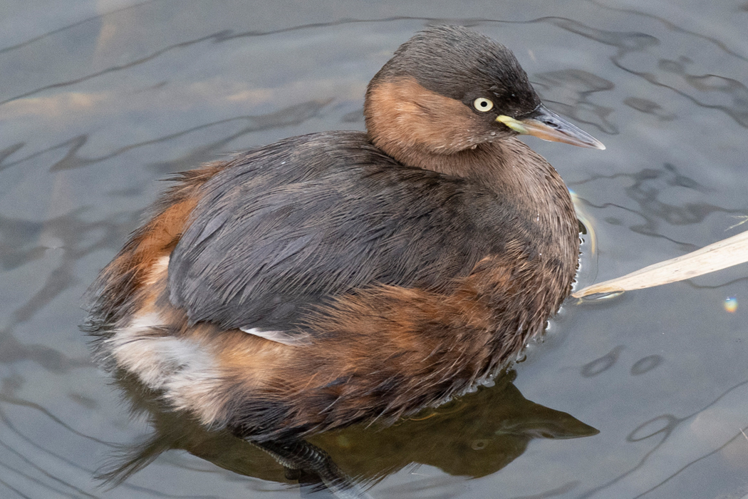 大晦日のカイツブリ