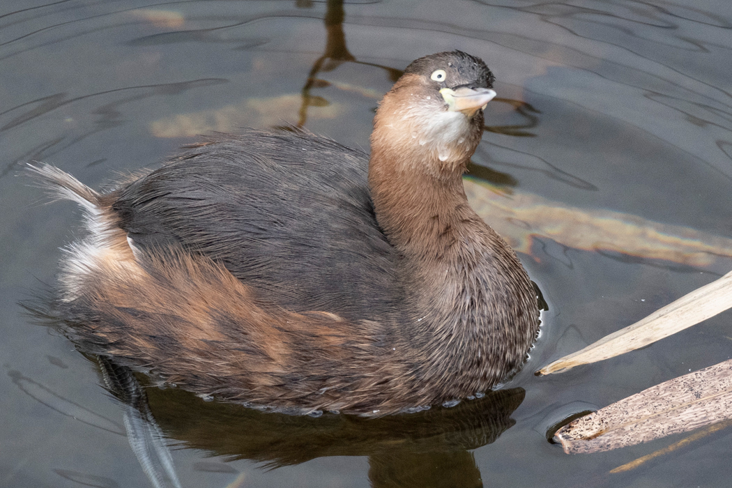 首をぐいと曲げて上をみました。