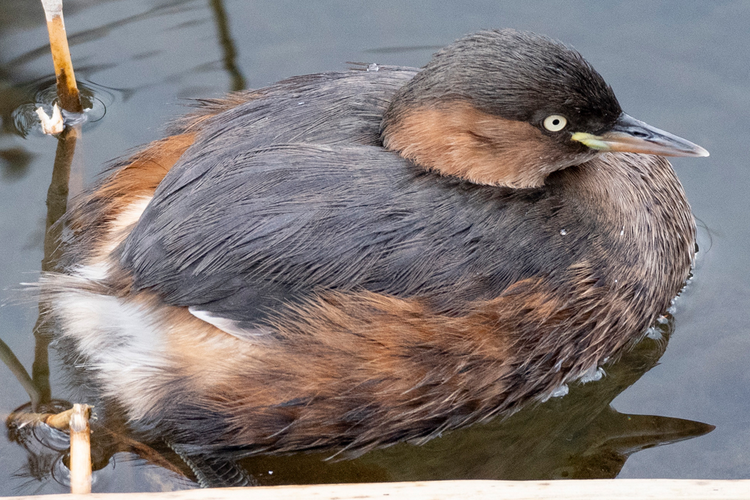 首を縮めて寒そうです。
