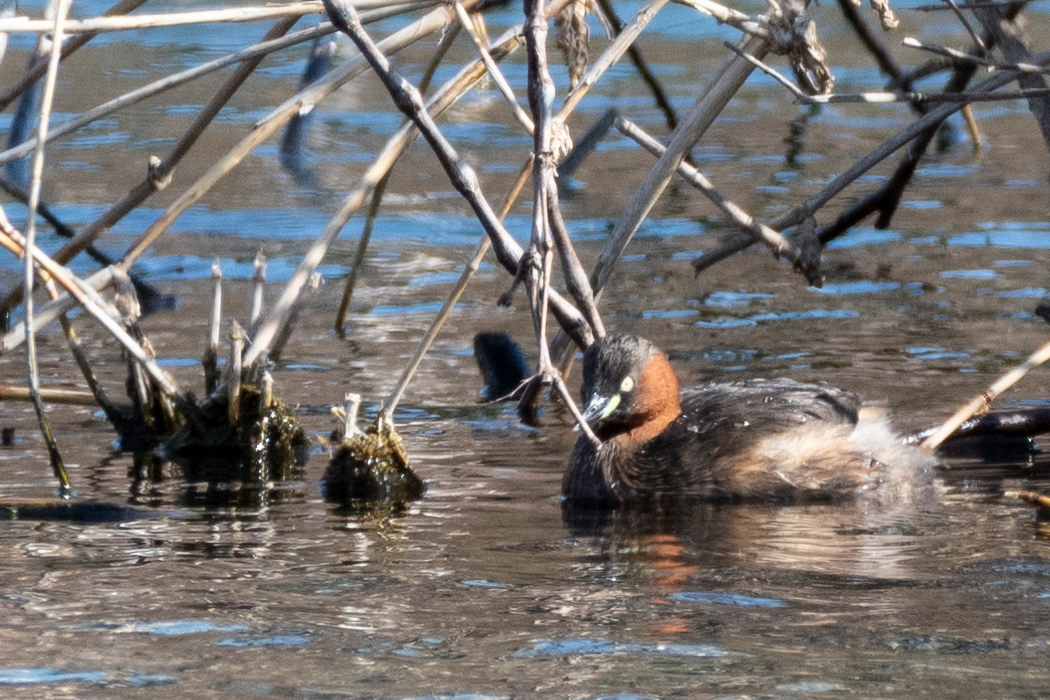 岸から遠いところにいました。