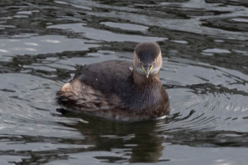 数羽で採餌していました。