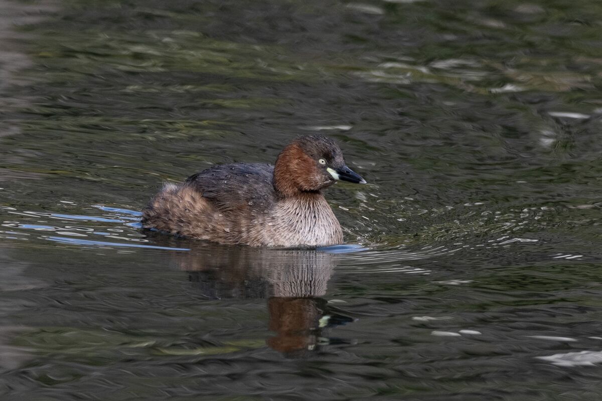 池を泳いでいました。