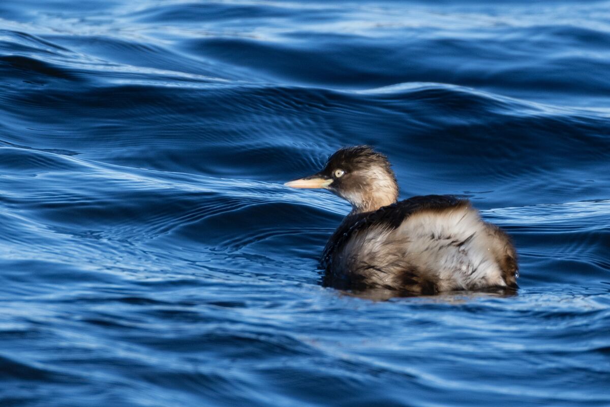 水面に小群で浮かんでいました。