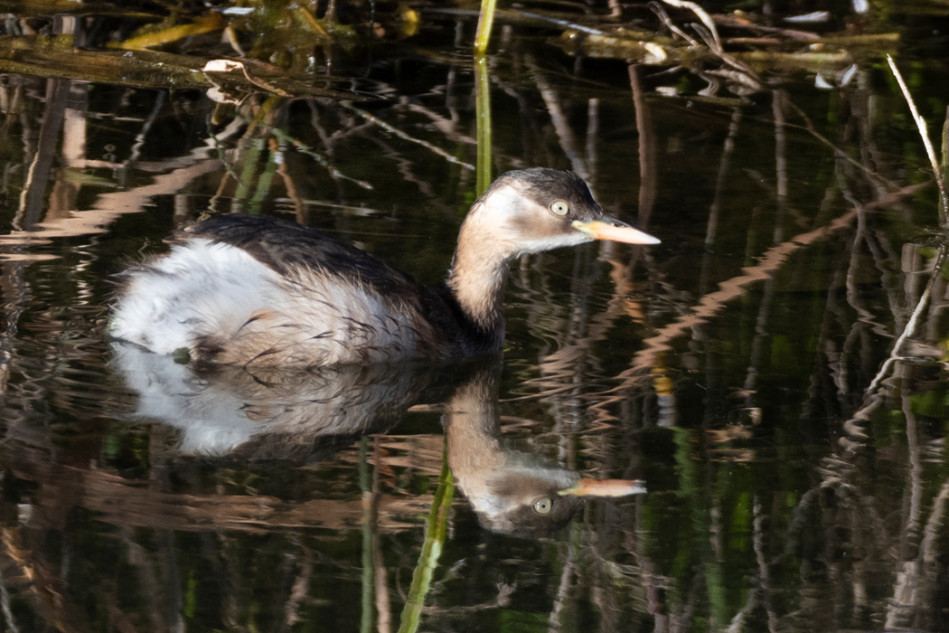 いつものみずべにカイツブリがいました。
