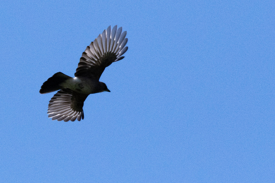 杉の木から飛び出したところです。