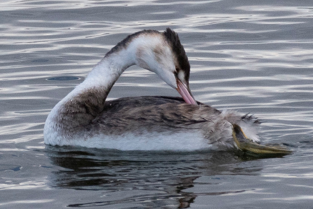 羽の手入れをしていました。
