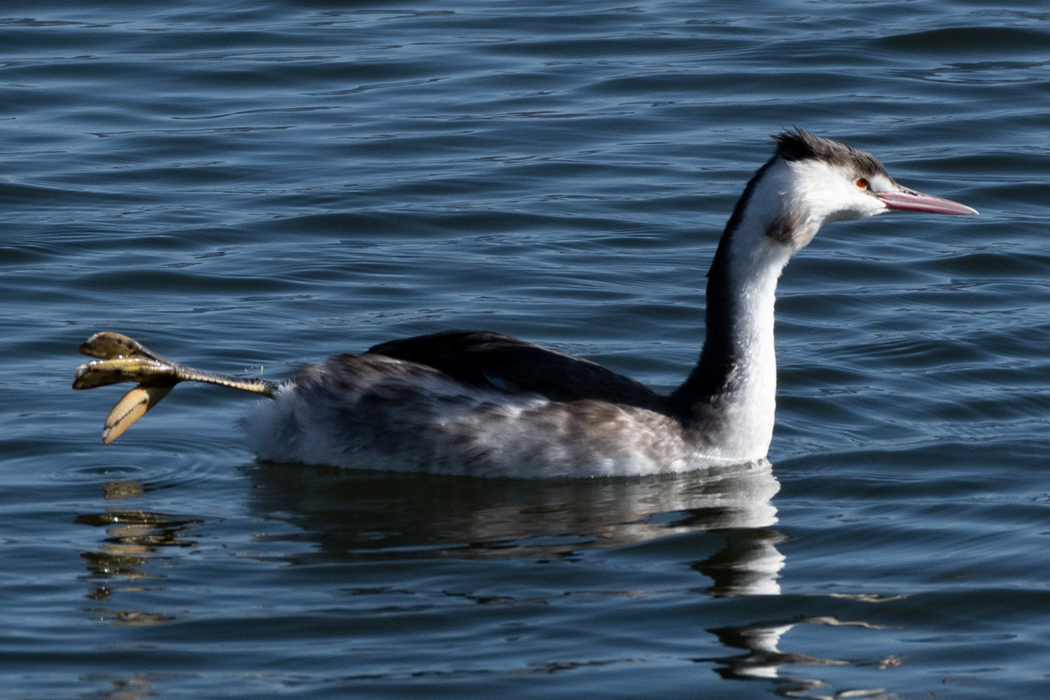 片足を出してすいーっと泳いでいました。