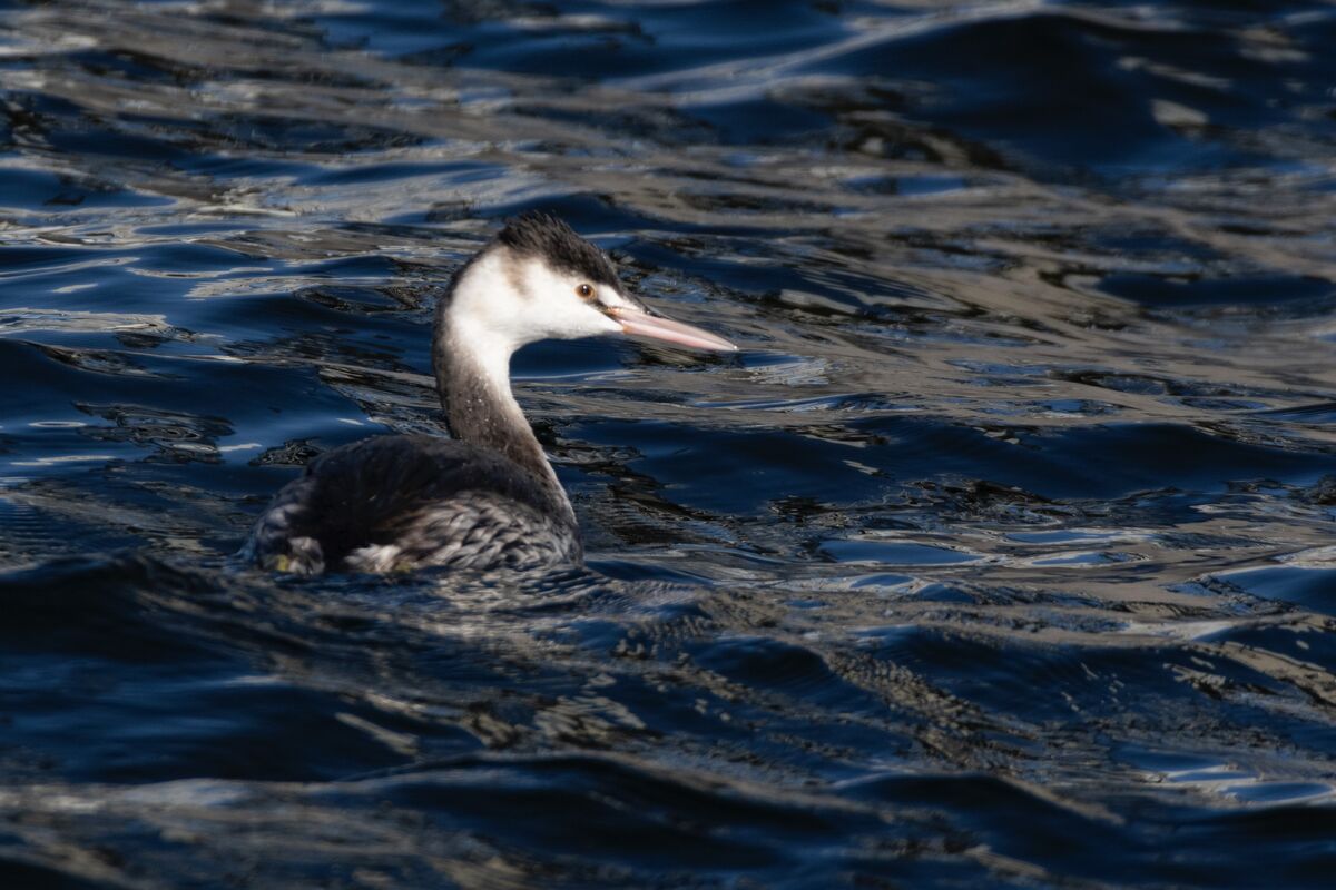 好奇心のある個体でした。