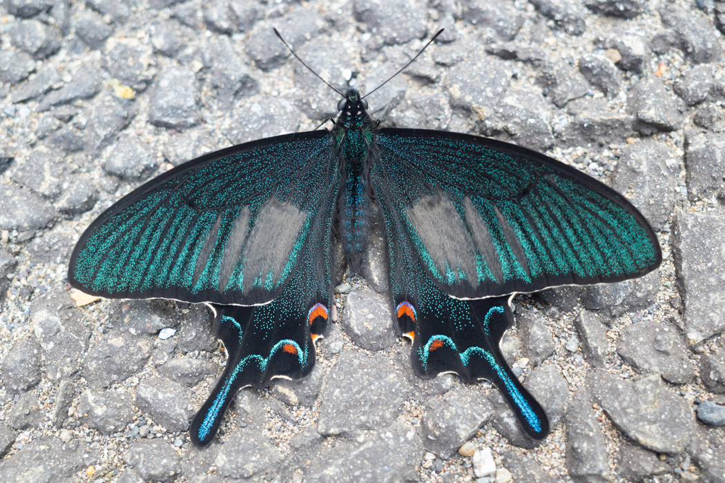 尾状突起も豪華です。