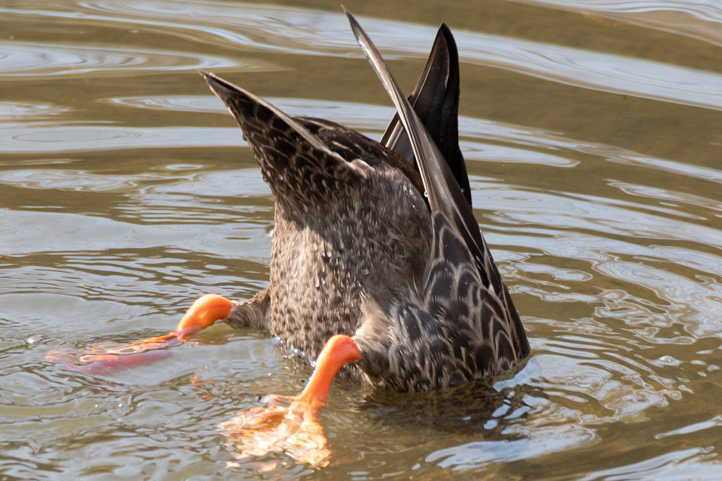 逆さまになって採餌しています。