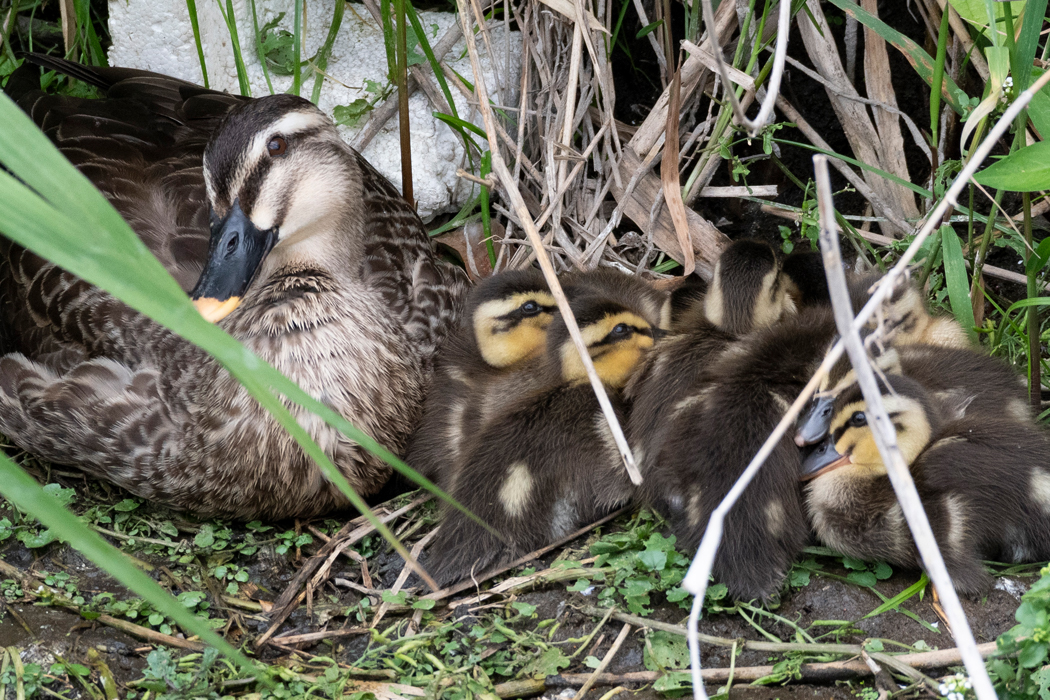 ヒナたちが寄り添って寝ています。