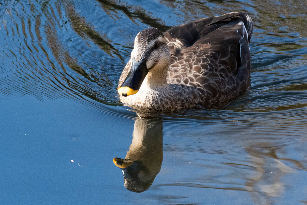 あんまり泳いでいないので楽そうです。