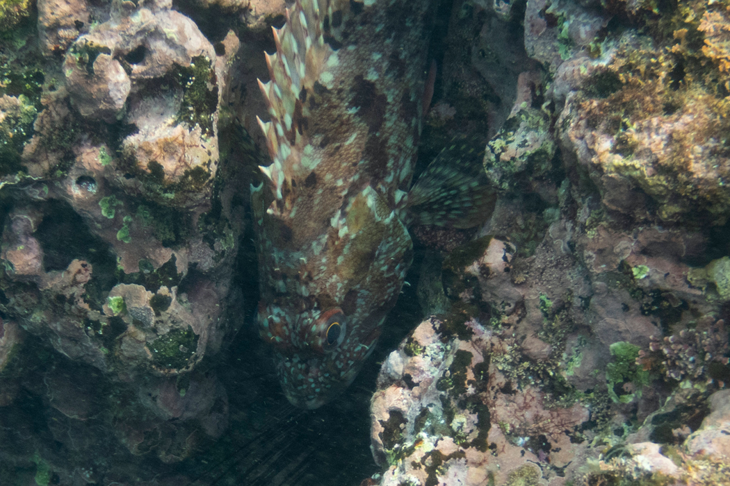 岩に同化しています。