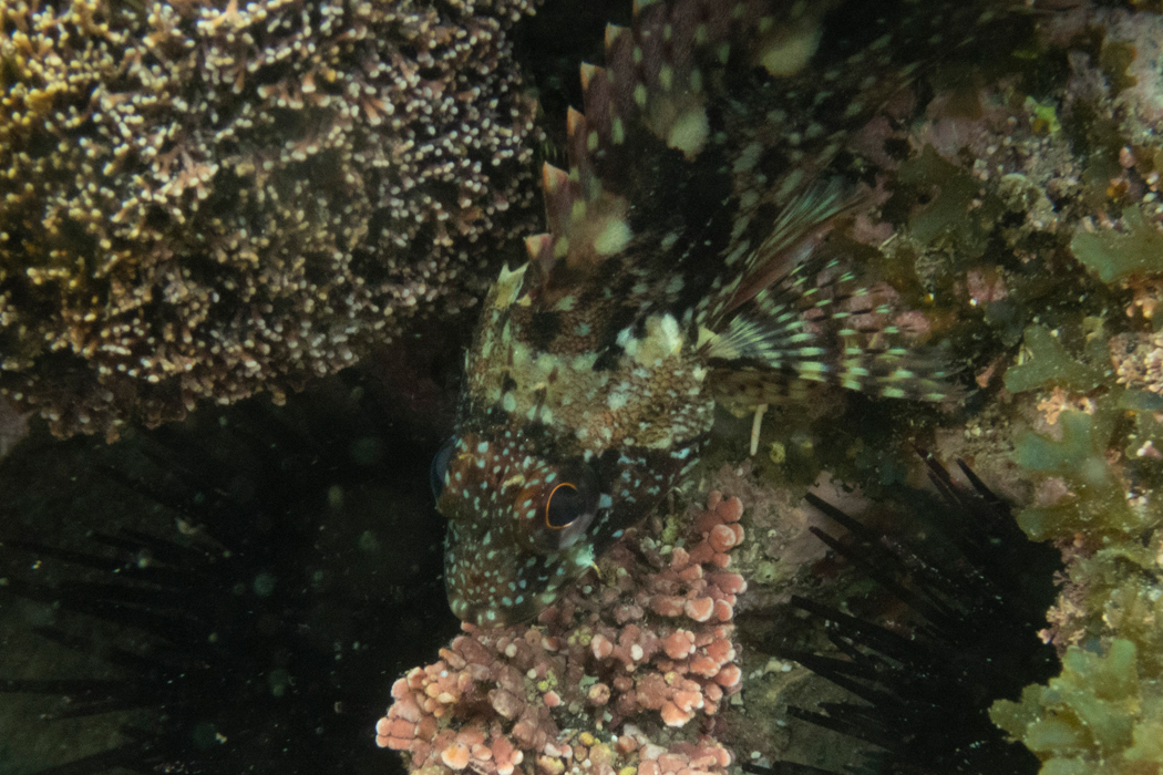 一定以上近づくと逃げる。