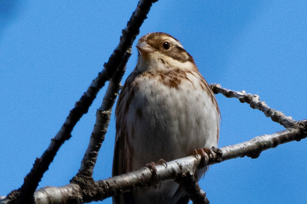 多摩森林科学園