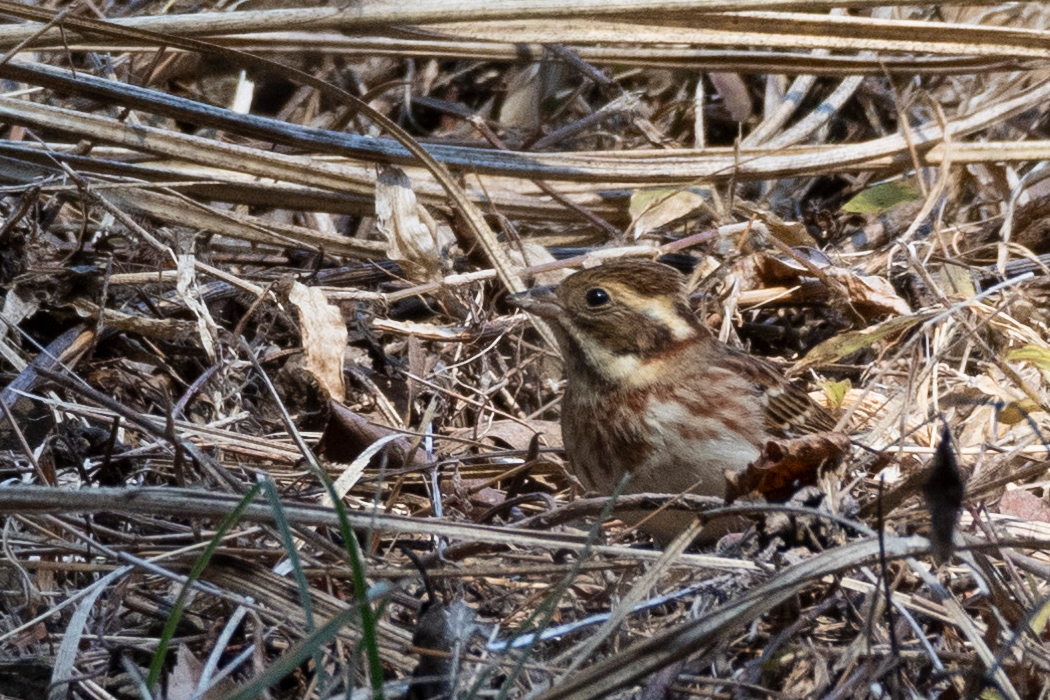 地面とよく馴染んでいます。