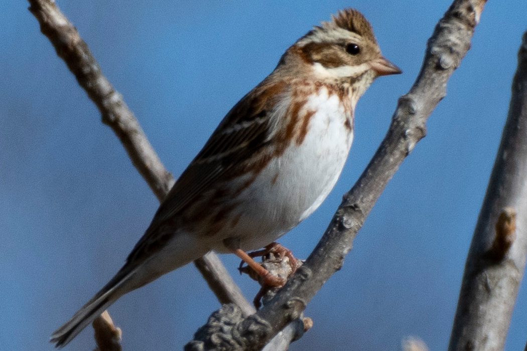 腹が真っ白です。