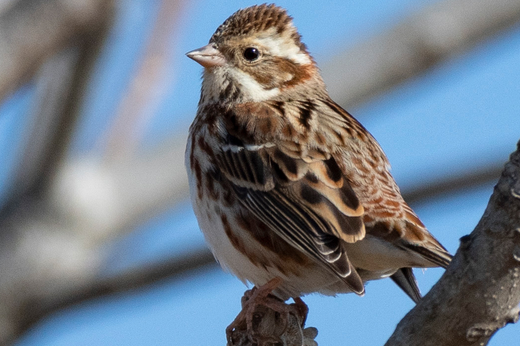 冠羽が立っています。