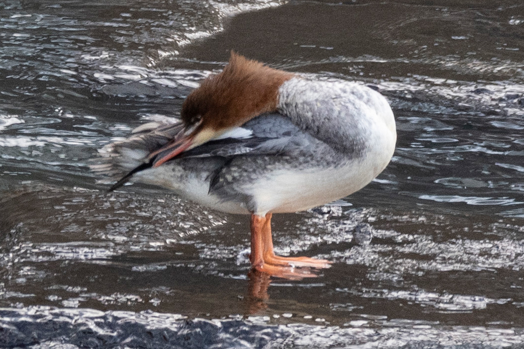 ブロックの上に立ってリラックスしています。