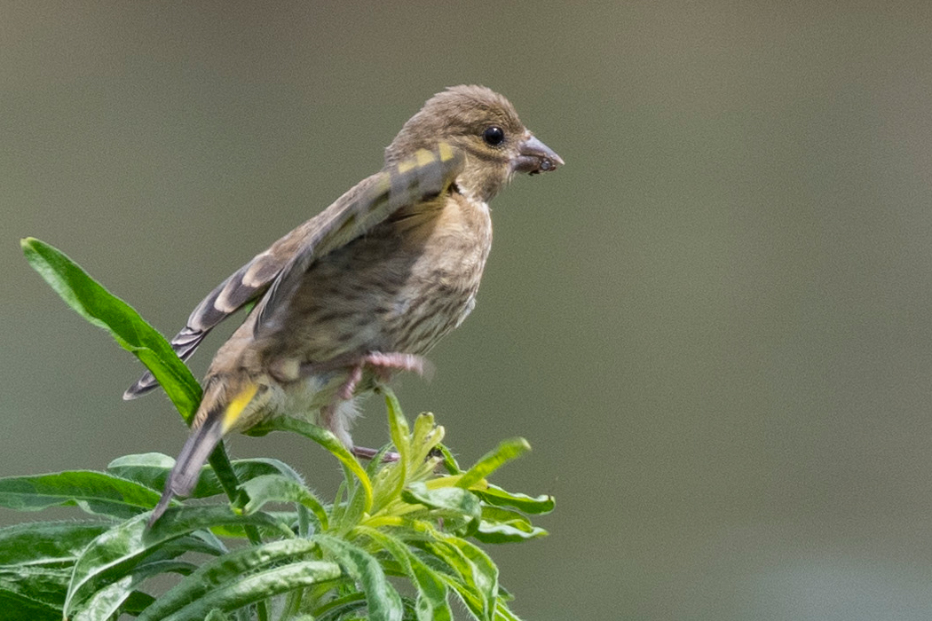 幼い感じがします。