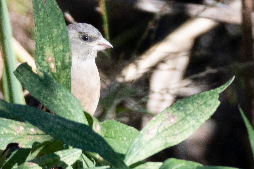 波の向こうからひょっこり顔を出しました。