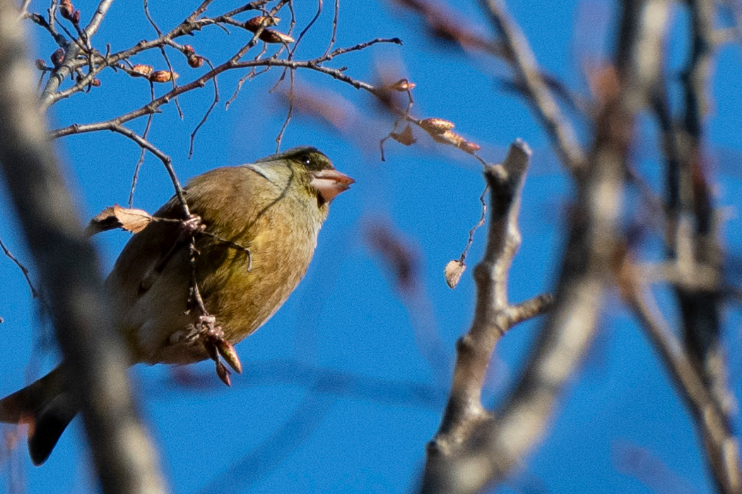 上の方にいました。