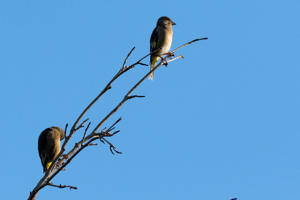 すずなりにとまっていました。