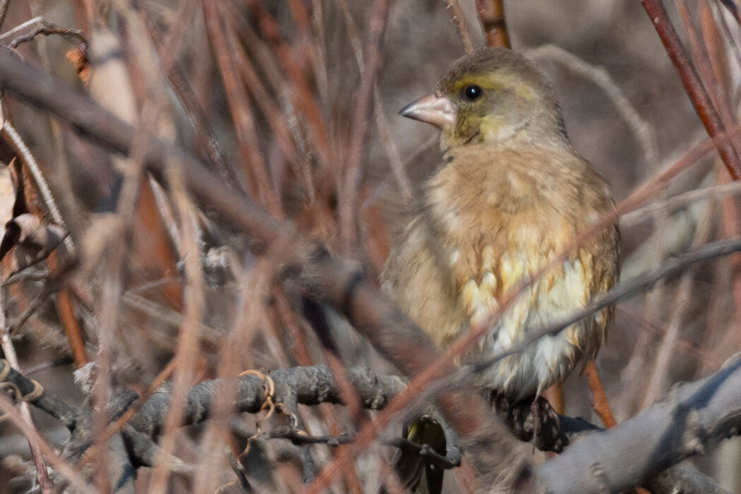 丸くなっています。