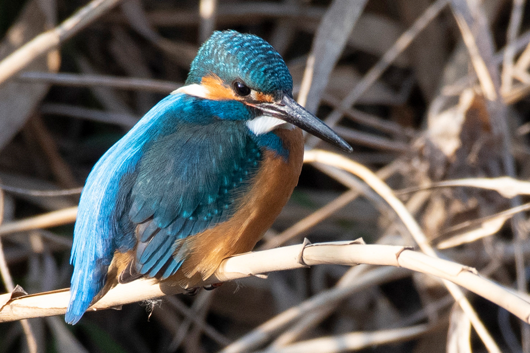 西日が差してきて、明るく撮影できました。