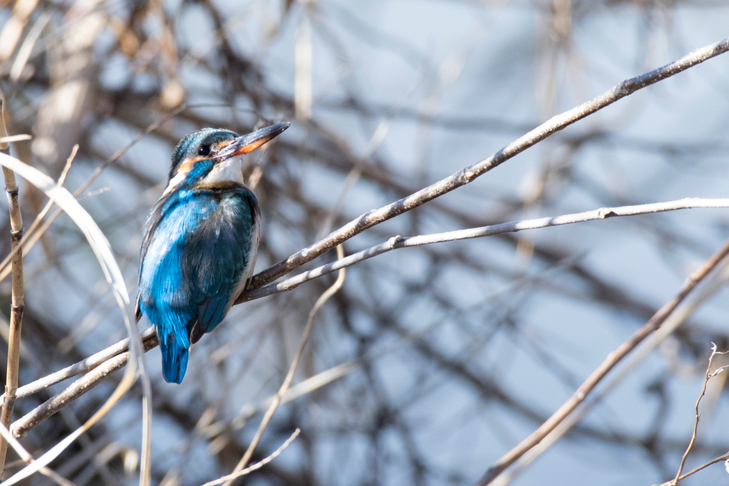 ネコが横を通っても平気でした。