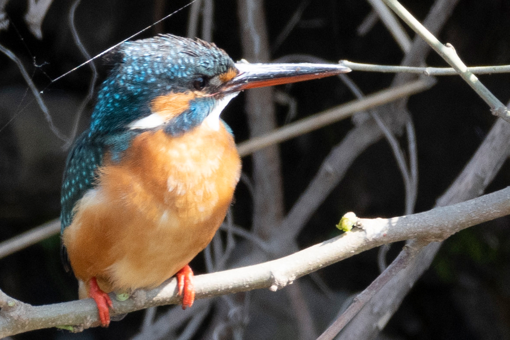 湯殿川にいたメスです。