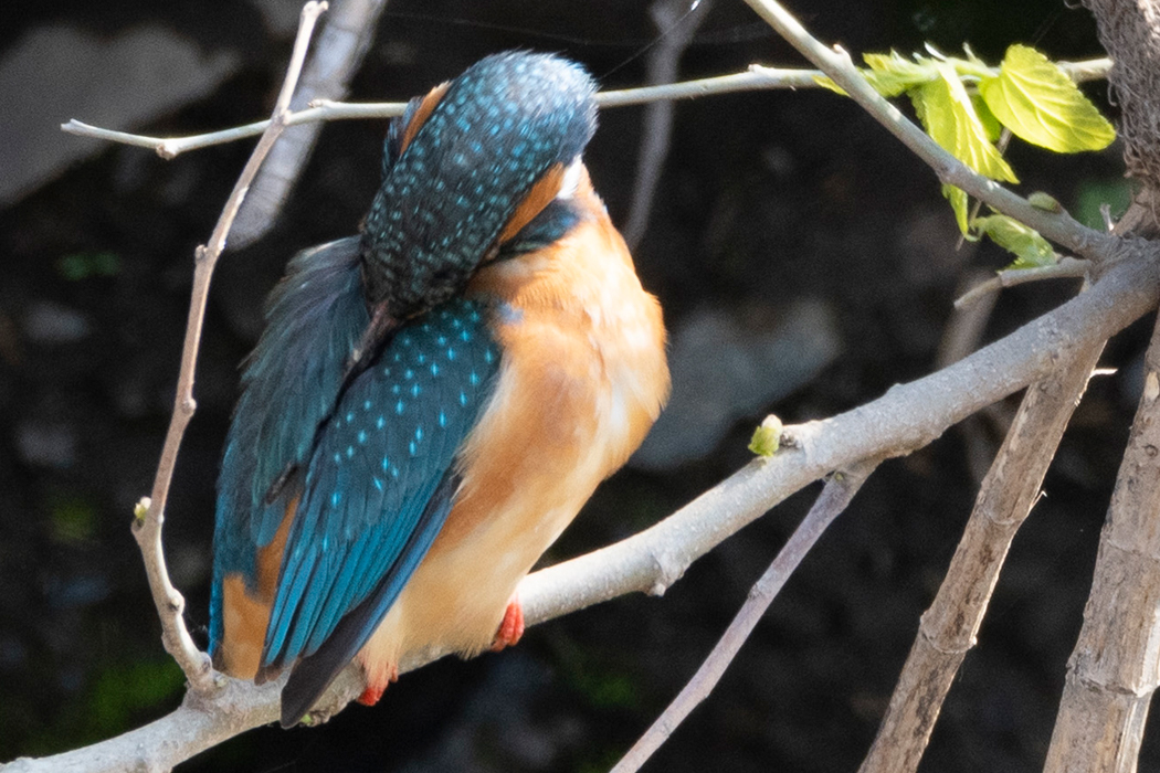 羽の手入れをしていました。