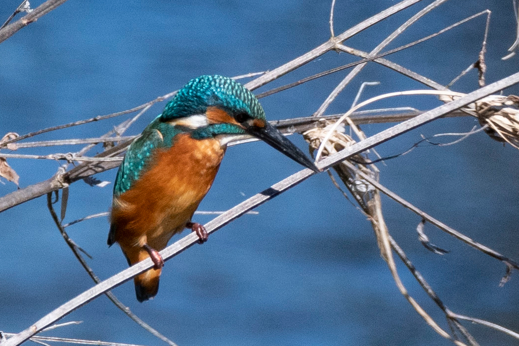 小魚を狙っています。