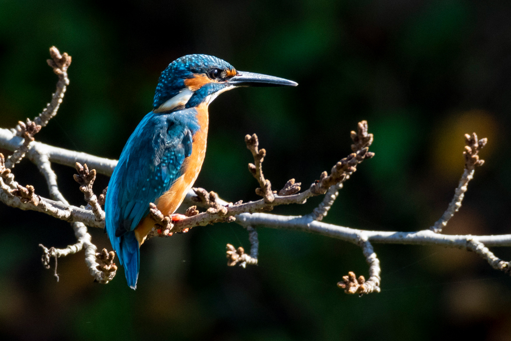 堂所山〜湯殿川カワセミ