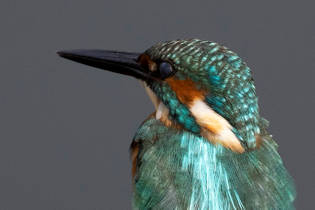 瞬膜を閉じました。