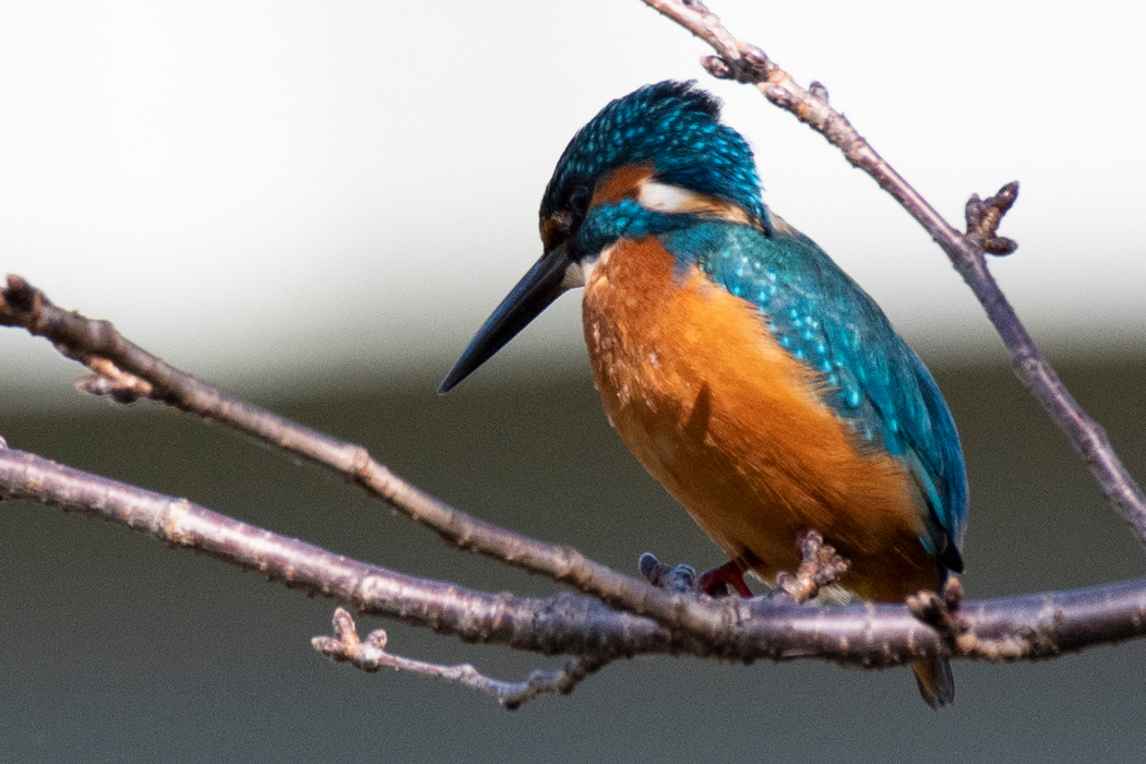 桜の枝にとまりました。