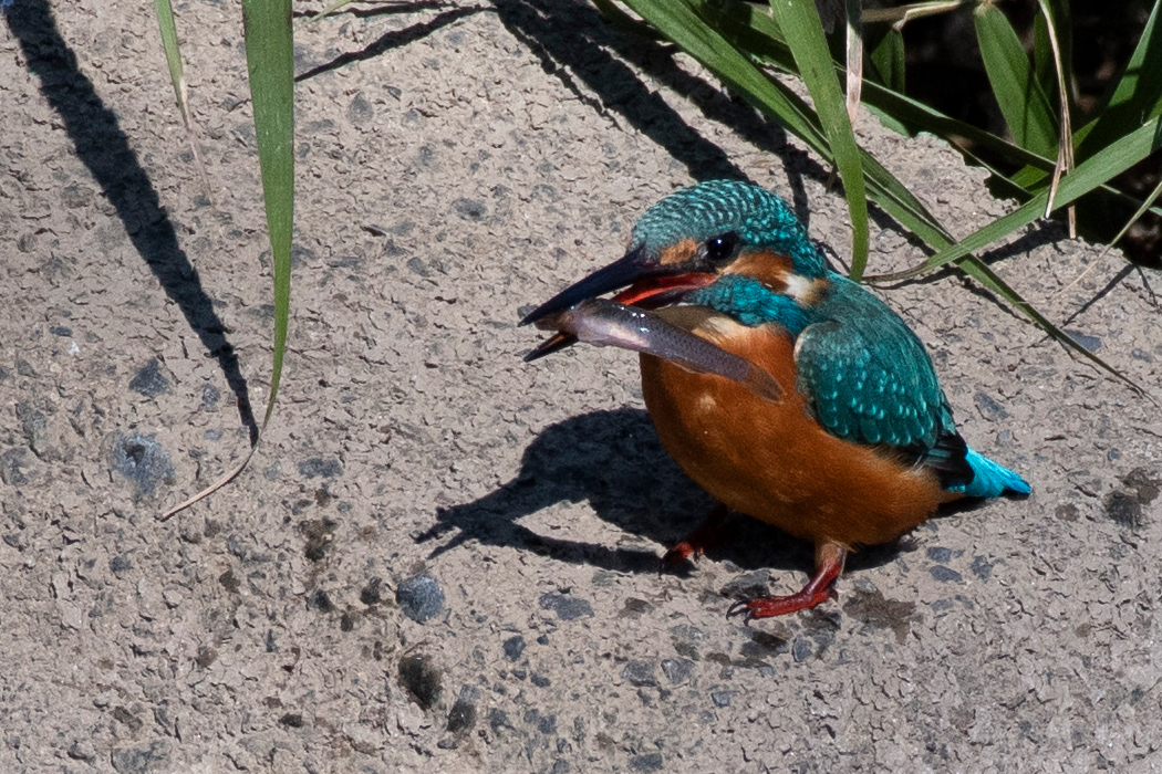 小魚を獲りました。