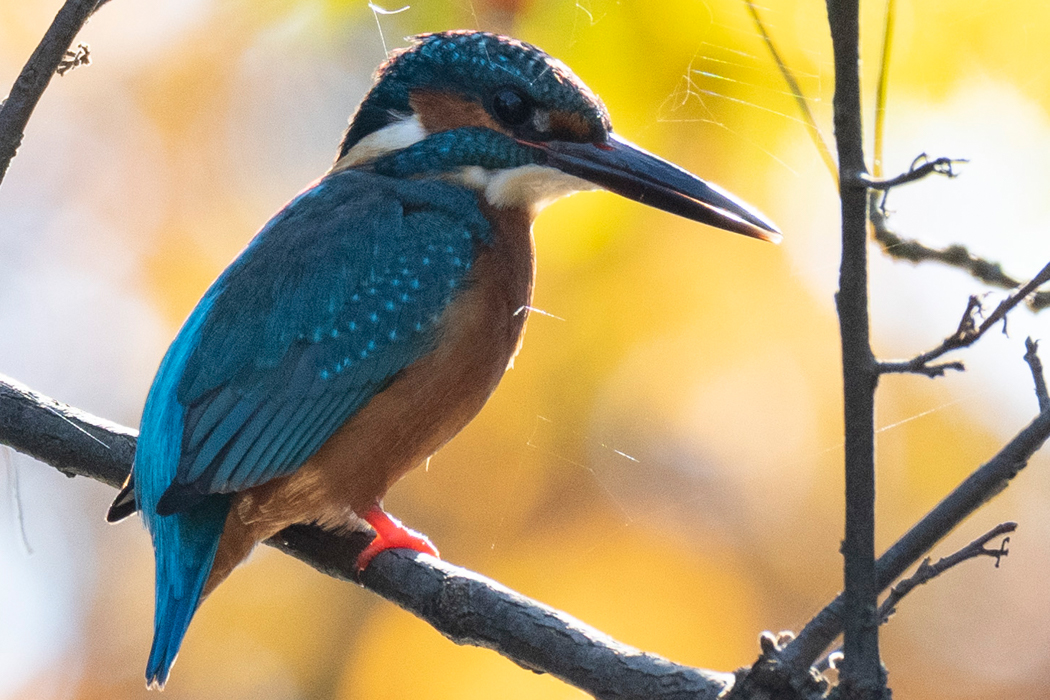 採餌していました。